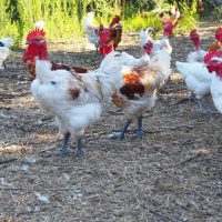 La Ferme du Gorneton