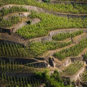 Séjour 2 jours - Découverte des Vignobles